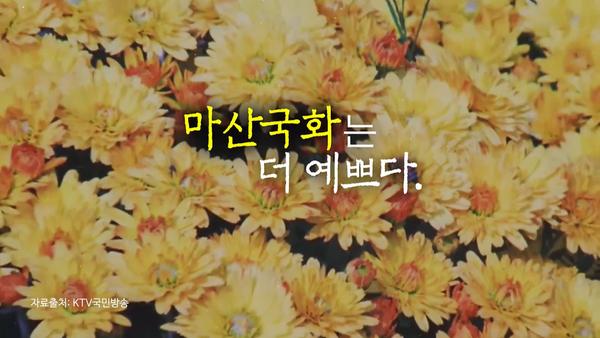 마산국화는 더 예쁘다 자료출처:KTV국민방송