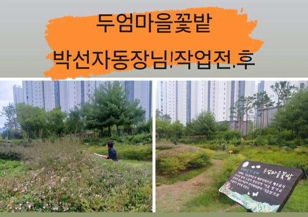 박선자동장님  작업 전후 사진