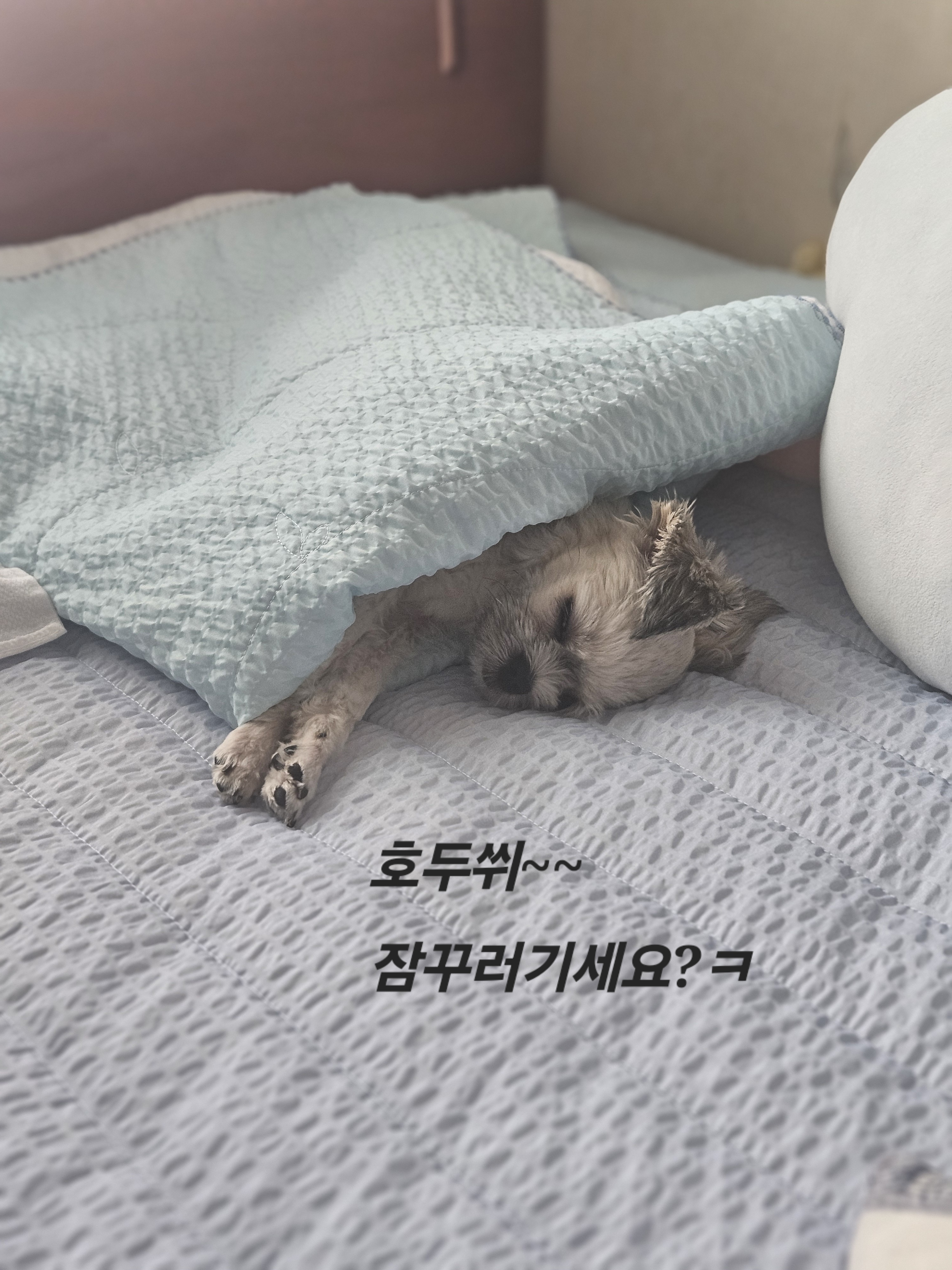 입양후기 이미지
