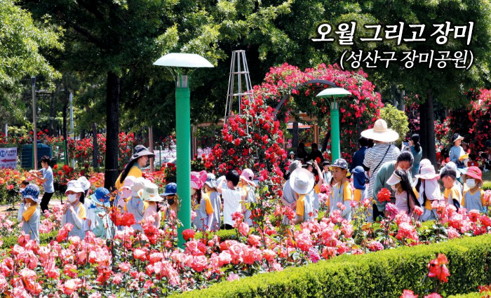 오월 그리고 장미(성산구 장미공원)