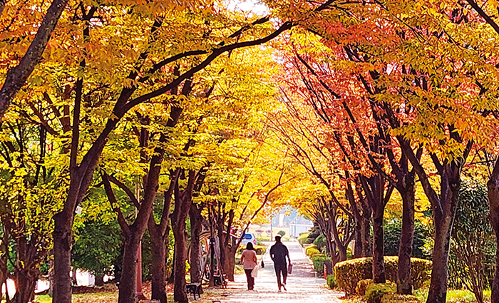 제25회 마산 가고파 국화축제 2025.11.1(토)-11.09.(일) 3.15해양누리공원/합포수변공원