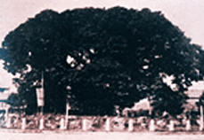 1200년되는 팽나무가 서있는 중원로타리