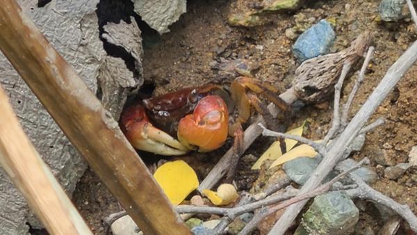 창원시, 창원천&middot;남천 두물머리서 붉은발말똥게 서식 확인 