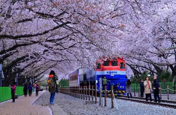 창원시, 진해 경화역에 인문학 입혀 사계절 관광명소로 키운다창원시, 진해 경화역에 인문학 입혀 사계절 관광명소로 키운다.JPG