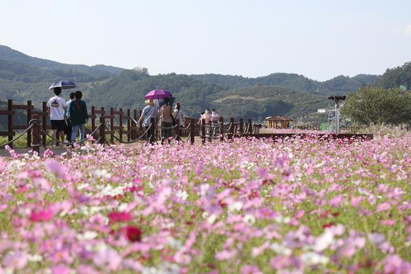 창원시 &ldquo;주남저수지 코스모스길 걸으며 가을 만끽하세요&rdquo; 창원시 “주남저수지 코스모스길 걸으며 가을 만끽하세요” (주남저수지과) (1).jpg
