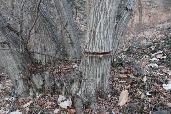 동아줄 제거된 모습