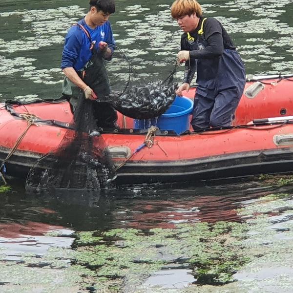 창원시, 생태계 교란생물 퇴치사업 효과 톡톡 창원시, 생태계 교란생물 퇴치사업 효과 톡톡 (1).jpg