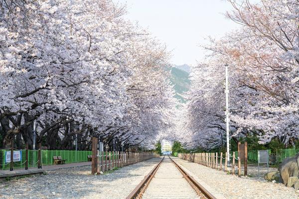 창원시, &lsquo;폐쇄 17일&rsquo; 진해 벚꽃관광지 코로나19 완벽 차단 (경화역).창원시, ‘폐쇄 17일’ 진해 벚꽃관광지 코로나19 완벽 차단 (경화역).jpg