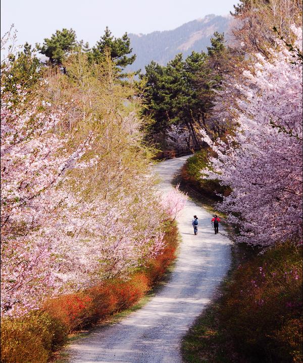 “덜 붐벼요”나만 알고 싶은 ‘숨은 진해 벚꽃 명소’는 어디?“덜 붐벼요”나만 알고 싶은 ‘숨은 진해 벚꽃 명소’는 어디.jpg