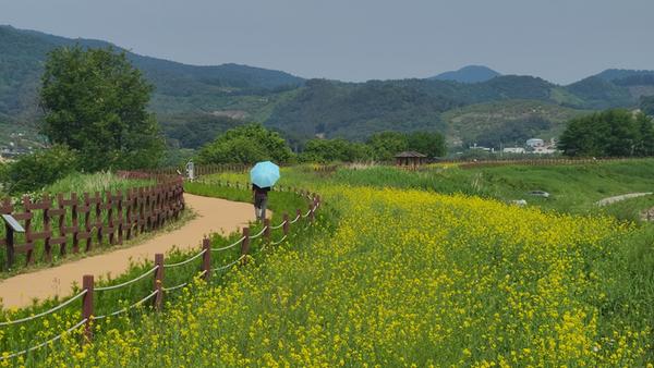 창원특례시 주남저수지 제1탐방로 유채꽃길 2차 개화 시작창원특례시 주남저수지 제1탐방로 유채꽃길 2차 개화 시작 (1).jpg