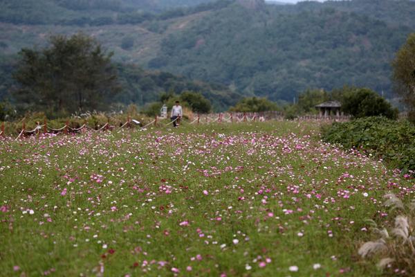 가을의 전령사 코스모스, 주남저수지 이번 주말 만개 예정 가을의 전령사 코스모스, 주남저수지 이번 주말 만개 예정 (1).jpg