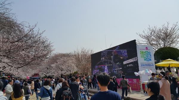                    진해군항제진해군항제(4월방문객보도자료).jpg