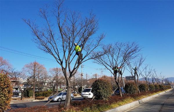         창원대로 중앙분리대 느티나무 수형조절사업(작업 중)창원대로 중앙분리대 느티나무 수형조절사업(작업중).jpg