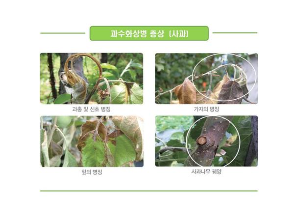 과수화상병 증상 구별 위한 참고자료