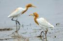 bubulcus_ibis_jpg_middle.jpg