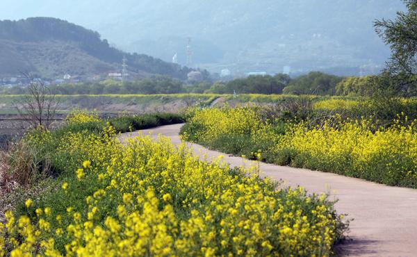 동판저수지유채꽃길