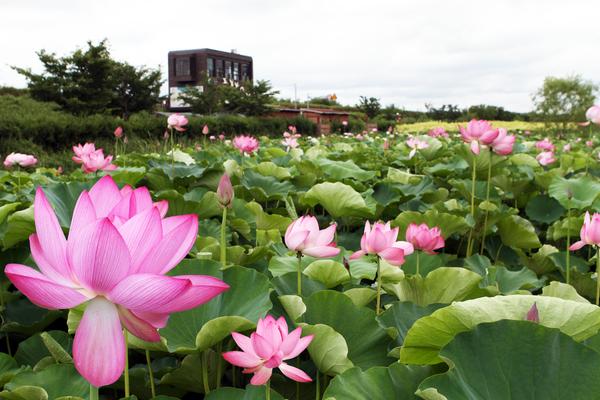 연꽃단지풍경