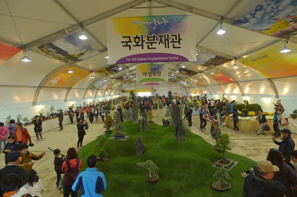 2013국화분재전시관.JPG