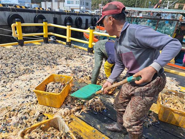 불가사리 수매 사진