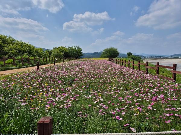 주남저수지 생태탐방로 유채‧코스모스 꽃길 만개주남저수지 생태탐방로 유채‧코스모스 꽃길 만개(주남저수지과) (1).jpg