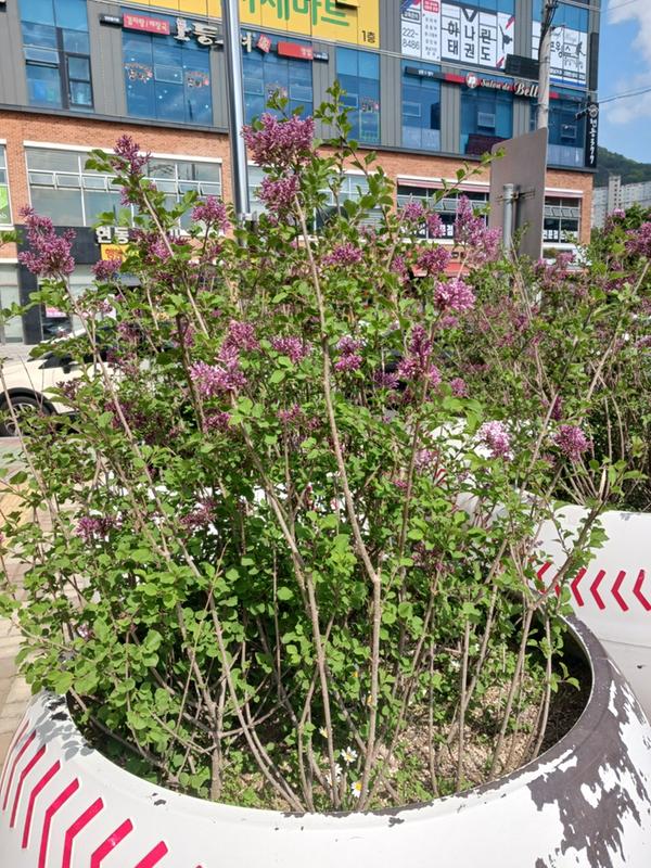 미스킴 라일락이 야구공 속에서