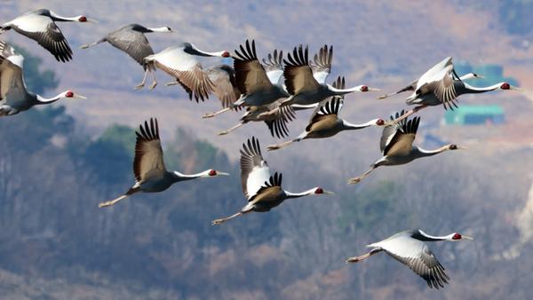 창원 주남저수지, 겨울철새 안정적 월동 후 북상 시작_(1)재두루미들의 주남저수지 비행창원 주남저수지, 겨울철새 안정적 월동 후 북상 시작(주남저수지과)(1).jpg