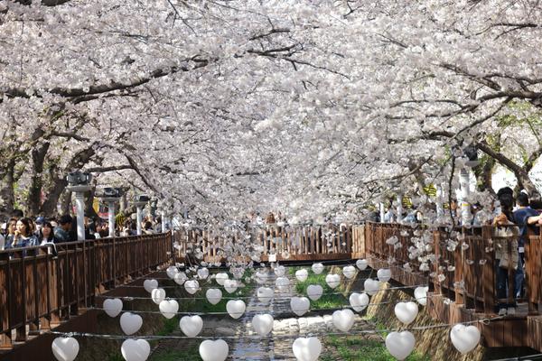 여좌천 로망스다리 전경