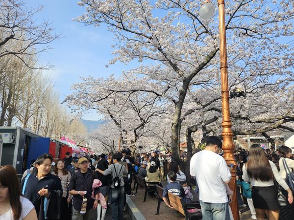 주말 진해군항제, 벚꽃 만개 아래 역대급 인파 기록주말 진해군항제, 벚꽃 만개 아래 역대급 인파 기록(관광과) (1).jpg