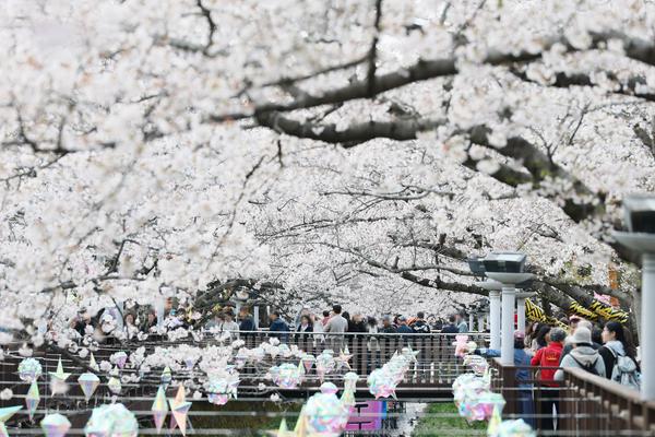진해군항제 현장(여좌천)진해군항제, 주요 벚꽃 명소 개화 현황 안내로 관광객 만족도 높인다(관광과) (1).jpg