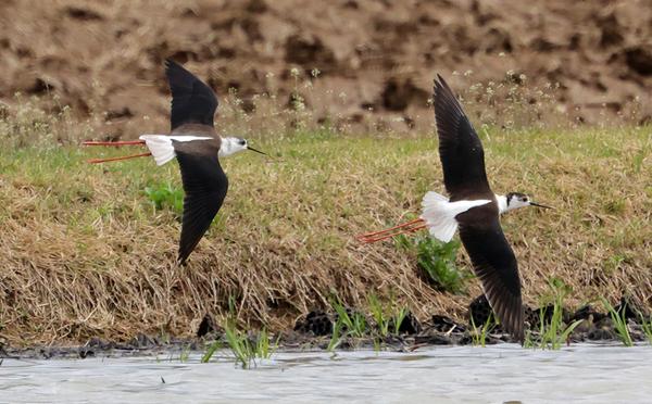주남저수지 연꽃단지, 도요·물떼새들의 생태 오아시스주남저수지 연꽃단지, 도요·물떼새들의 생태 오아시스(주남저수지과) (1).jpg