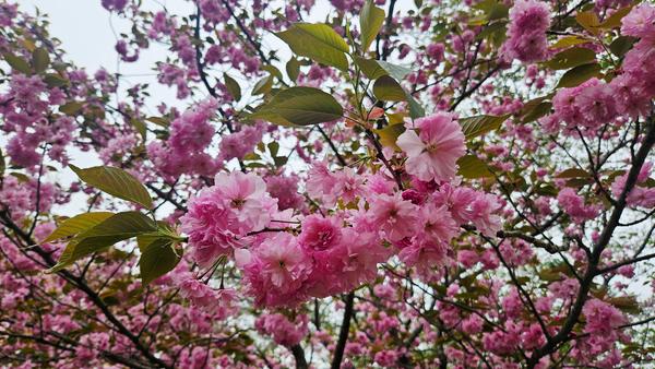 웅동수원지 벚꽃단지 내 겹벚꽃