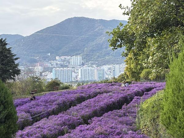 관광객들이 만개한 아스타국화 정원을 거닐고 있다.