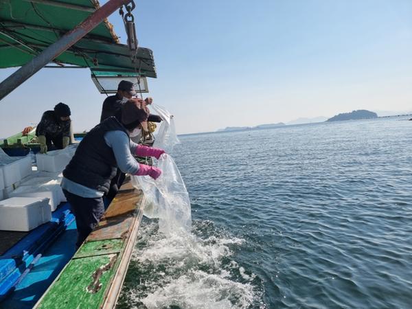 창원시, 겨울철 대표 수산물 꼼치(물메기) 자어 방류 창원시, 겨울철 대표 수산물 꼼치(물메기) 자어 방류 (수산과) (2).jpeg
