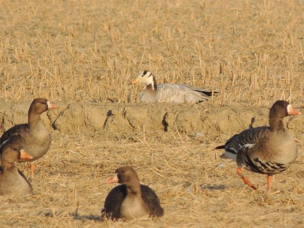 창원시, 주남저수지서 IUCN 적색목록 관심대상 &lsquo;줄기러기&rsquo; 관찰창원시, 주남저수지서 IUCN 적색목록 관심대상 ‘줄기러기’ 관찰.jpeg