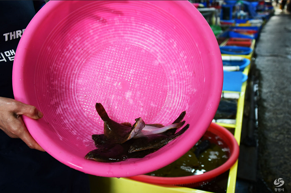 [원더풀창원- '봄의 맛' 물오른 도다리] 봄바람처럼 살랑~ 도다리가 왔다 