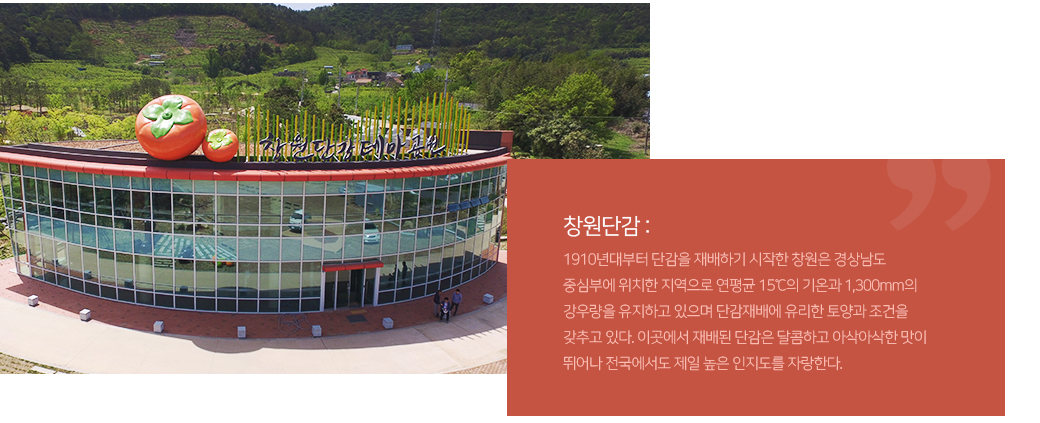 1910년대부터 단감을 재배하기 시작한 창원은 경상남도 중심부에 위치한 지역으로 연평균 15℃의 기온과 1,300mm의 강우량을 유지하고 있으며 단감재배에 유리한 토양과 조건을 갖추고 있다. 이곳에서 재배된 단감은 달콤하고 아삭아삭한 맛이 뛰어나 전국에서도 제일 높은 인지도를 자랑한다.