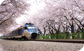 벚꽃터널사이로 기차가 지나가는 풍경