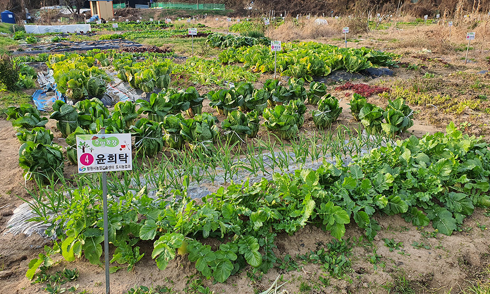 공동체 텃밭2