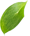 나뭇잎이미지