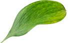 나뭇잎이미지