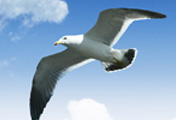City Bird (Black-tailed Gull)