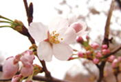 City Flower (Cherry Blossom) 