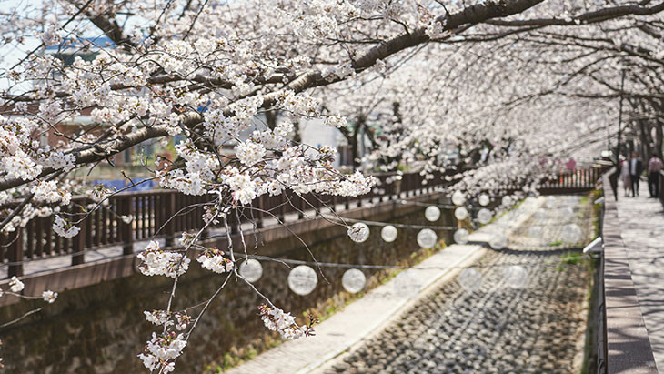 진해군항제 축제