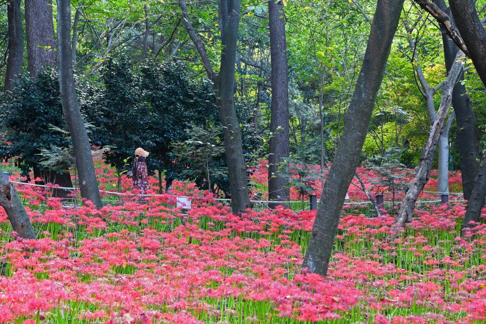 창원 복 땅콩빵 음식 사진
